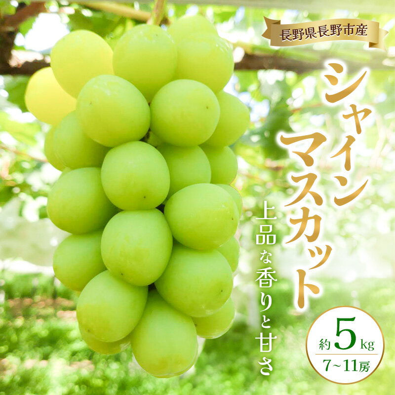 【ふるさと納税】長野県長野市産シャインマスカット 約5kg 7房～11房 シャイン マスカット 葡萄 ぶどう 果物 フルーツ 信州　お届け：2025年9月下旬～10月下旬
