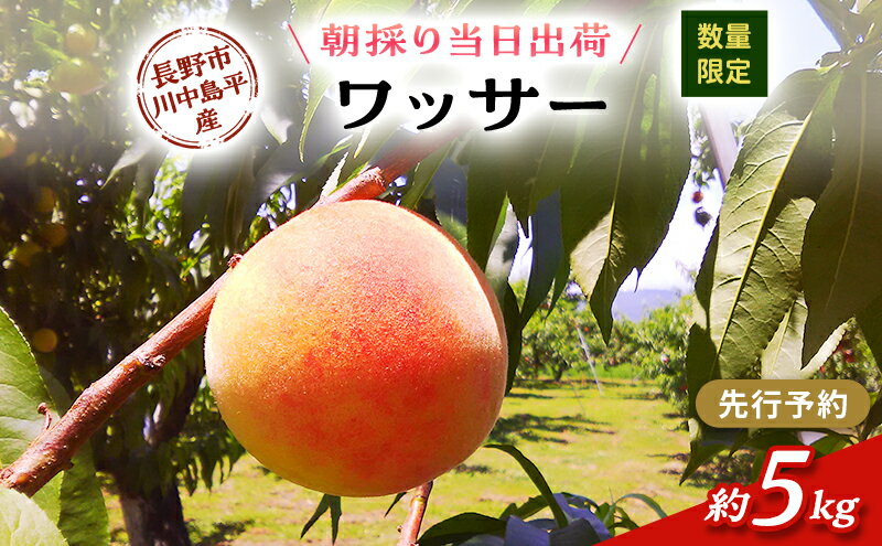 【ふるさと納税】【先行予約】【数量限定】【朝採り当日出荷】信州・長野市川中島平産 桃「ワッサー」 約5kg（14～20個） 2026年8月10日前後より順次発送 （固い桃の仲間）　お届け：2026年8月中旬～8月下旬まで