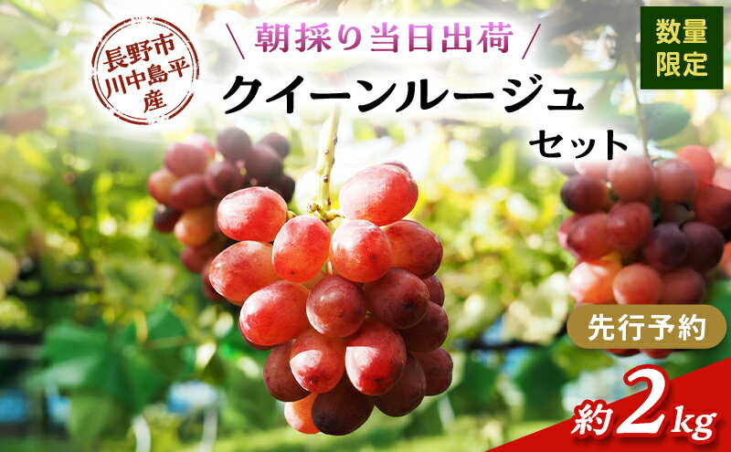 【ふるさと納税】【先行予約】【数量限定】【朝採り当日出荷】信州・長野市川中島平産 ぶどう「クイーンルージュ」セット 約2kg（4～5房） 2026年9月下旬より順次発送　お届け：2026年9月下旬～10月下旬まで
