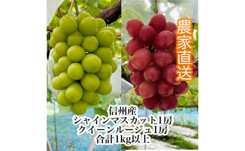 【ふるさと納税】【2026年9月より順次発送】信州産クイーンルージュR 1房＆シャインマスカット1房（合計1kg以上）特選＆大粒＆大房 果物 ぶどう フルーツ 種なし 皮ごと 食べ応え ぶどうの食べ比べ 秋の味覚　お届け：2026年9月下旬～10月中旬