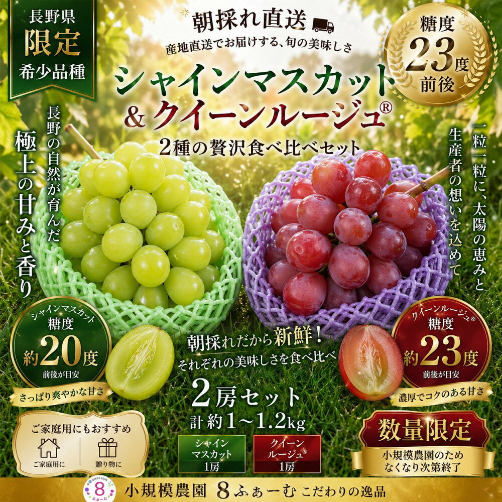 【2026年】薄皮シャイン＆高糖度クイーンルージュ(R)食べ比べセット各1房 8ふぁーむ | ぶどう シャインマスカット クイーンルージュ 食べ比べ 人気 おすすめ フルーツ 果物 旬 産地直送 送料無料 長野県 長野市 信州 信濃