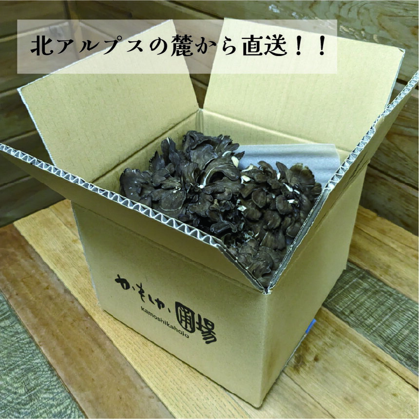 【ふるさと納税】先行予約 原木まいたけ 1kg ｜ ふるさと納税 まいたけ きのこ マイタケ 原木 舞茸 長野県 松本市