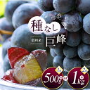 【ふるさと納税】選べる 信州産 種無し巨峰 1房約500g or 2房 約1kg|ふるさと納税 松本市 巨峰 ぶどう 葡萄 果物 フルーツ 美味しい 種無し 新鮮 信州産