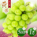 【ふるさと納税】【先行受付】選べる 松本生まれの品種 ぶどう 黄華(おうか) 1房 約500g or 2房 約1kg|ふるさと納税 黄華 長野県 信州 松本市 松本原産 松本発祥 果物 ぶどう マスカット フルーツ ブドウ 甘い 葡萄 種無し 新鮮 信州産 先行予約