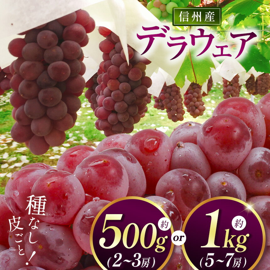 【ふるさと納税】選べる 信州産 デラウェア 約500g (2～3房) or 約1kg (5～7房)｜ふるさと納税 松本市 ぶどう 葡萄 デラウェア 果物 フルーツ 新鮮 信州産 先行予約のサムネイル