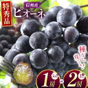 【ふるさと納税】【先行受付】選べる 種なしピオーネ 1房(約500g)or 2房(約1kg)|ふるさと納税 松本市 ぶどう 種なしぶどう ピオーネ 果物 濃厚 農家 自然 ビタミン 地元 新鮮