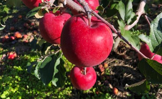 【ふるさと納税】【選べる内容量】信州産 サンふじ約3kg or 5kg | ふるさと納税 果物 くだもの フルーツ サンふじ リンゴ りんご 林檎 信州産 長野県 松本市