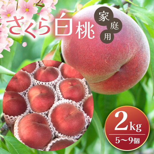【ふるさと納税】さくら白桃 2kg(5個~9個)【先行予約】|ふるさと納税 信州 松本 白桃 もも 桃 ピーチ 果物 フルーツ 甘い おすすめ 【ふるさと納税】さくら白桃 2kg(5個~9個)【先行予約】|ふるさと納税 信州 松本 白桃 もも 桃 ピーチ 果物 フルーツ 甘い おすすめ