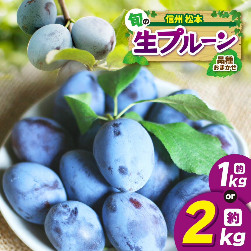 [7月下旬〜発送]信州産 品種おまかせ旬の生プルーン[選べる] 約1kg(500g × 2パック)or 約2kg(500g × 4パック)|ふるさと納税 信州 松本 プルーン 果物 フルーツ 甘い