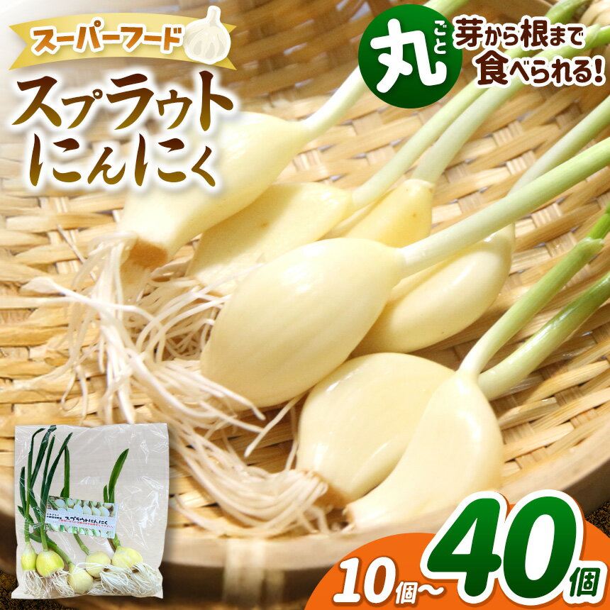【ふるさと納税】【選べる】無農薬 水耕栽培 スプラウトにんにく 各(1袋5個入り)【2袋10個セット】 or 【4袋20個セット】 or 【8袋40個セット)|ふるさと納税 長野県 松本市 農薬不使用 水耕 野菜 にんにく ニンニク 健康 選べる