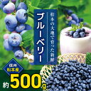 【ふるさと納税】【先行受付:2026年発送】信州松本産 ブルーベリー 約500g│ ブルーベリー ベリー 果物 フルーツ 新鮮 自然 甘い 美味しい 長野県 信州 松本 ふるさと納税