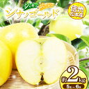 【ふるさと納税】信州松本産 シナノゴールド 5~6玉約2kg 通常品 │ 林檎 りんご リンゴ シナノゴールド 果汁 果物 貴重 くだもの フルーツ 自然 旬 ご褒美 長野県 信州 松本 ふるさと納税