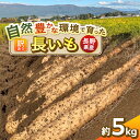 【ふるさと納税】信州松本産 たつやのキモチ 長いも 訳あり 5kg |長芋 長いも ながいも 野菜 とろろ サラダ 新鮮 自然 素材 信州 長野県 松本 ふるさと納税