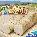 【ふるさと納税】信州松本産 たつやのキモチ 長いも 贈答用 5kg |長芋 長いも ながいも 贈り物 贈答 ギフト 野菜 とろろ サラダ 新鮮 自然 素材 信州 長野県 松本 ふるさと納税