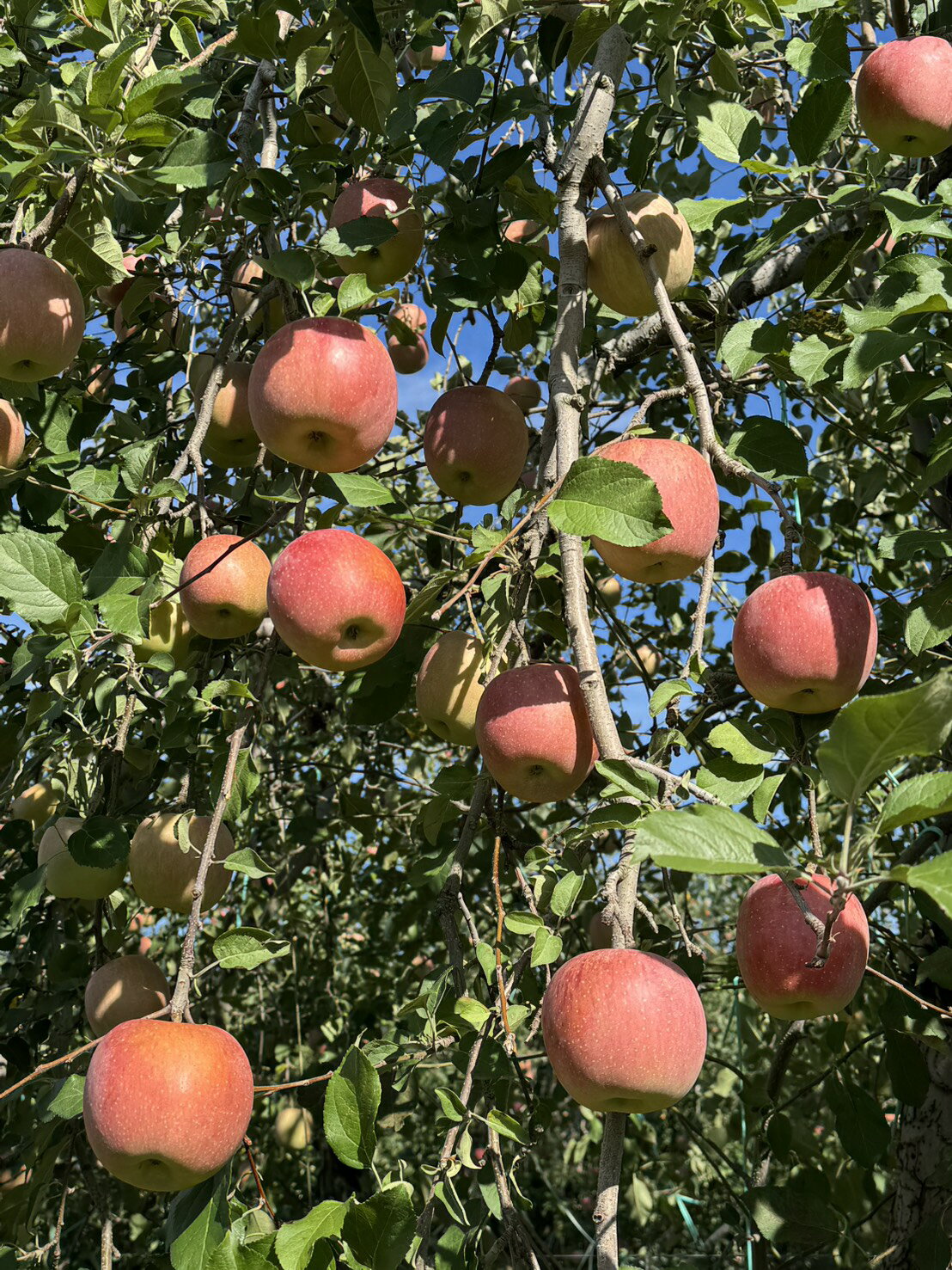 【ふるさと納税】【選べる内容量】信州産 訳ありりんご【品種おまかせ】約3kg or 約5kg【秋映・シナノスイート・シナノゴールド・名月・サンふじ・グラニースミス】 | ふるさと納税 訳あり サンふじ 秋映 シナノスイート シナノゴールド サンふじ 信州 長野県 松本市