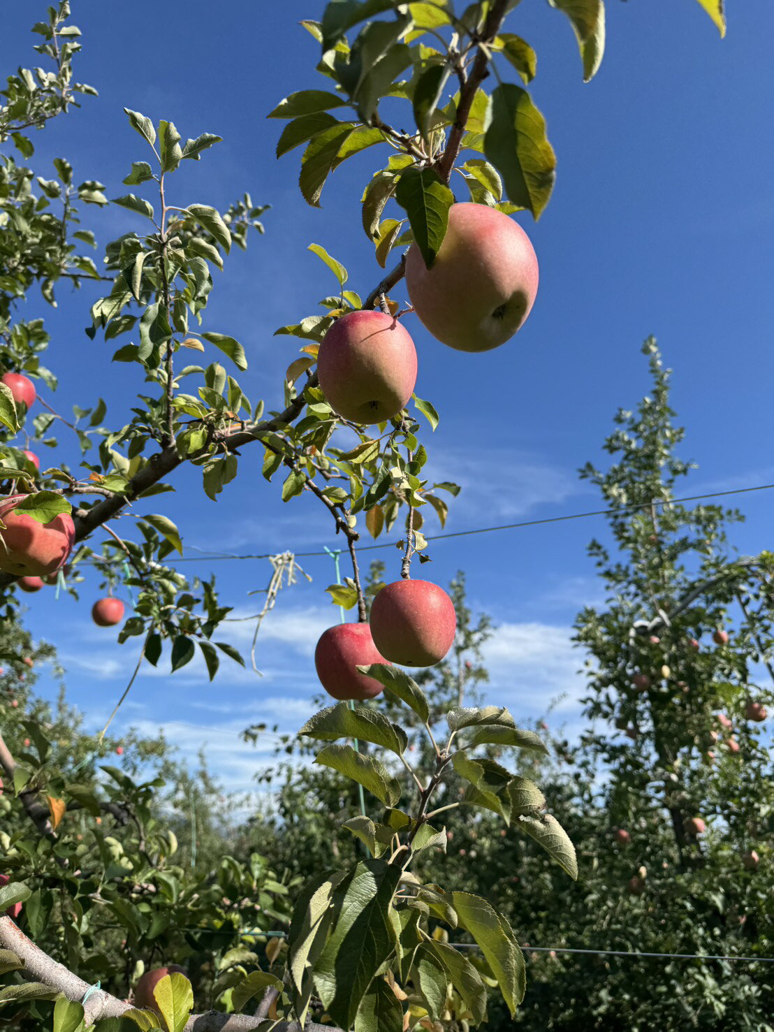 【ふるさと納税】【選べる内容量】信州産 訳ありりんご【品種おまかせ】約3kg or 約5kg【秋映・シナノスイート・シナノゴールド・名月・サンふじ・グラニースミス】 | ふるさと納税 訳あり サンふじ 秋映 シナノスイート シナノゴールド サンふじ 信州 長野県 松本市