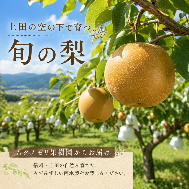 【ふるさと納税】南水なし 5kg なし 信州 上田 ムクノモリ果樹園 果物 フルーツ 旬　お届け：2026年9月中旬～10月下旬まで f202037-ueda-10001392 長野県上田市 サンプル画像2