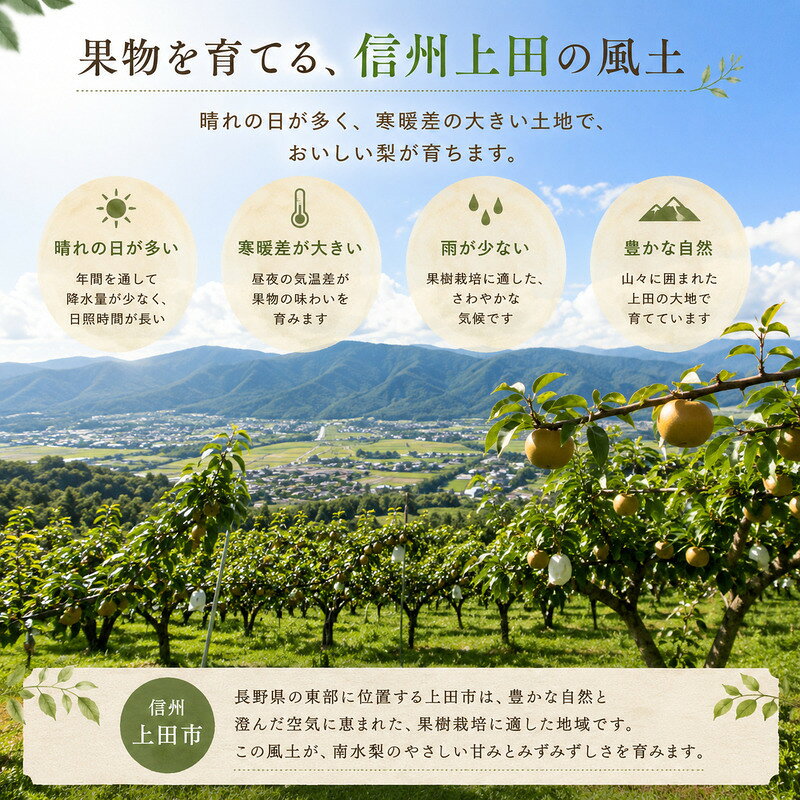 【ふるさと納税】南水なし 5kg なし 信州 上田 ムクノモリ果樹園 果物 フルーツ 旬　お届け：2026年9月中旬～10月下旬まで f202037-ueda-10001392 長野県上田市 サンプル画像3