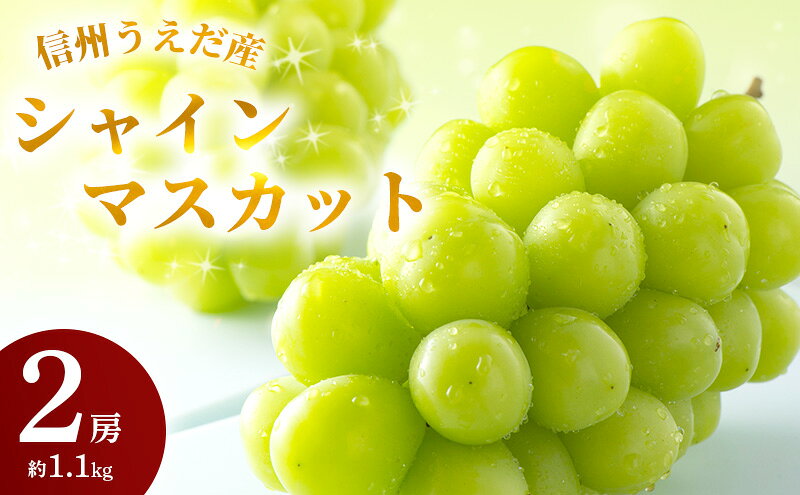 【ふるさと納税】特産 シャインマスカット JA信州うえだ 大房 2房 約1.1kg マスカット 葡萄 ぶどう ブドウ 果物 くだもの フルーツ 信州 長野　お届け：2026年9月下旬から10月中旬まで
