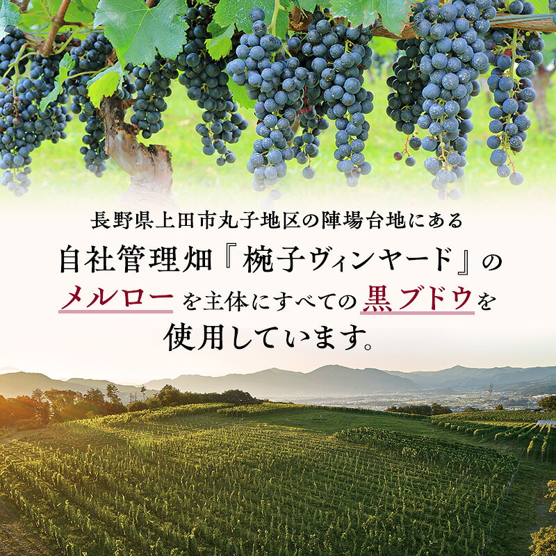 【ふるさと納税】限定 年ヴィンテージの限定品区画別メルロー 3本 セット メルロー...