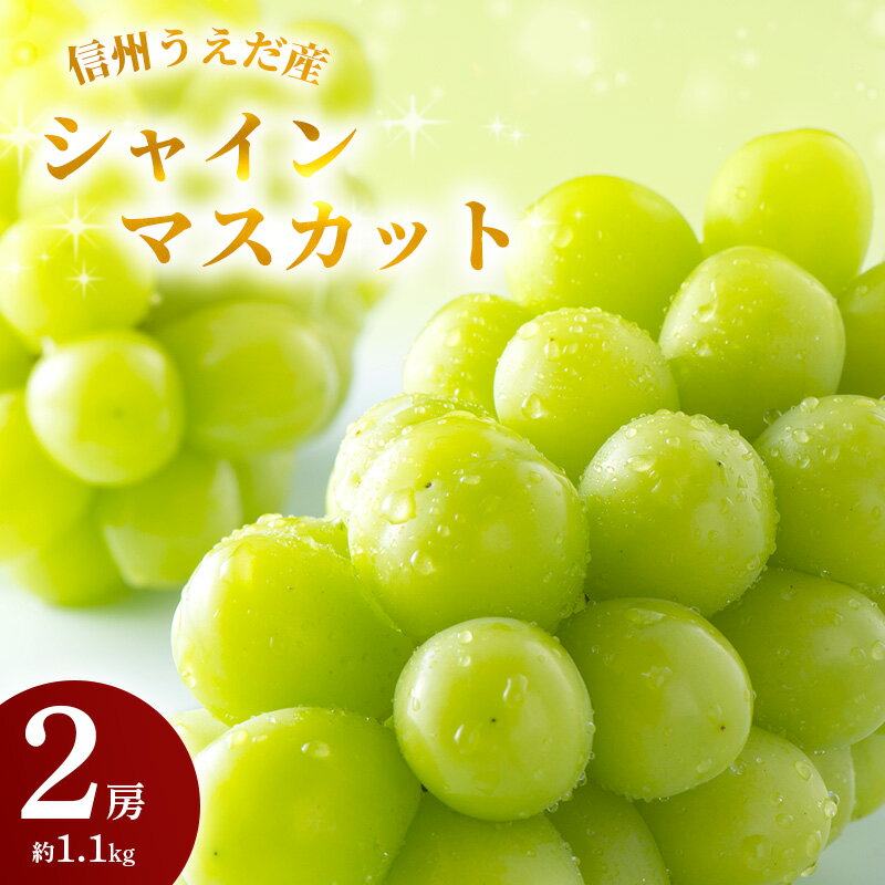 特産 シャインマスカット JA信州うえだ 大房 2房 約1.1kg マスカット 葡萄 ぶどう ブドウ 果物 くだもの フルーツ 信州 長野 [ 上田市 ] お届け:2024年9月下旬から10月中旬まで