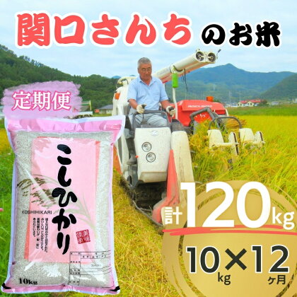 「関口さんちのお米」コシヒカリ10kg 12か月定期便　【定期便・ お米 米 コメ おこめ コシヒカリ 】