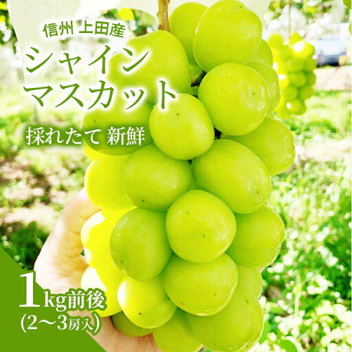 【ふるさと納税】シャインマスカット 1kg前後 2~3房 ぶどう 葡萄 ブドウ マスカット 1kg 果物 くだもの フルーツ デザート 旬の果物 旬のフルーツ 長野県 長野 お届け:2025年9月上旬~10月中旬 【ふるさと納税】シャインマスカット 1kg前後 2~3房 ぶどう 葡萄 ブドウ マスカット 1kg 果物 くだもの フルーツ デザート 旬の果物 旬のフルーツ 長野県 長野 お届け:2025年9月上旬~10月中旬