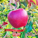 【ふるさと納税】りんご 秋映 約10kg 林檎 リンゴ 10kg 果物 くだもの フルーツ デザート 旬の果物 旬のフルーツ 長野県 長野 お届け:2025年9月下旬~10月中旬