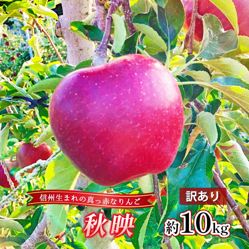 【ふるさと納税】秋映 訳あり品 約10kg　【 果物 フルー