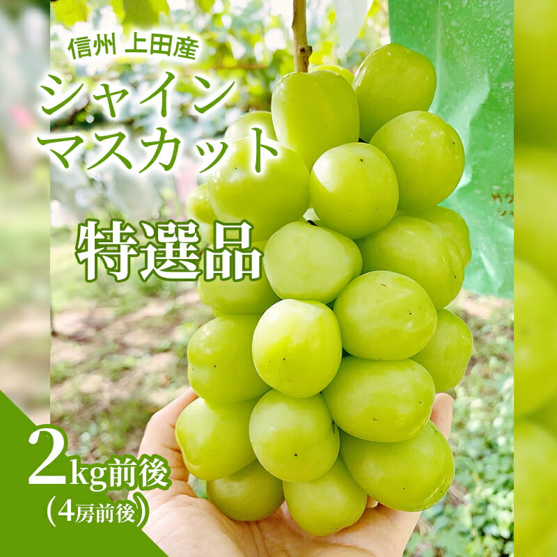 【ふるさと納税】特選 シャインマスカット 2kg前後 4房前後 ぶどう 葡萄 ブドウ マスカット 2kg 果物 くだもの フルーツ デザート 旬の果物 旬のフルーツ ギフト 贈り物 プレゼント 長野県 長野 お届け:2025年9月上旬~10月中旬