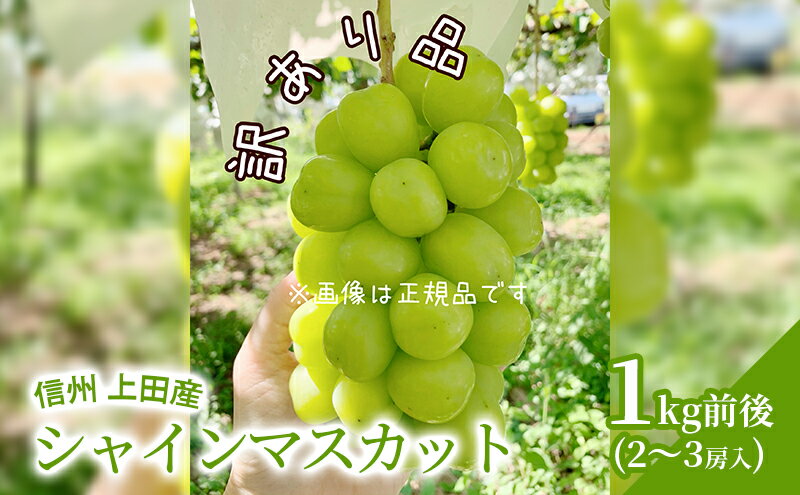 【ふるさと納税】訳あり シャインマスカット 1kg前後 2～3房 ぶどう 葡萄 ブドウ マスカット 1kg 果物 くだもの フルーツ デザート 旬の果物 旬のフルーツ 訳アリ 長野県 長野　お届け：2025年9月上旬～10月中旬