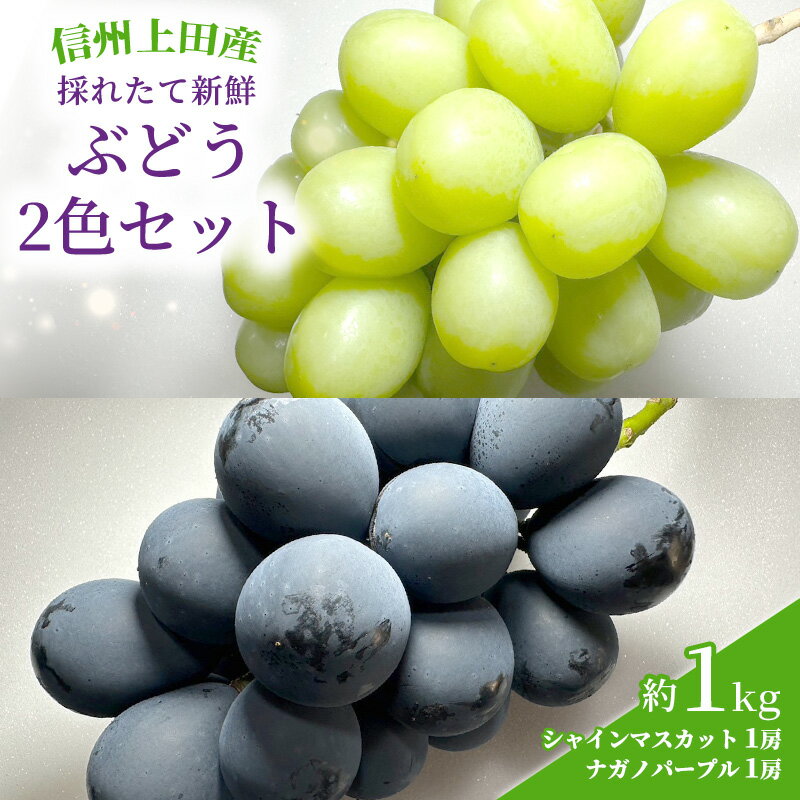 【ふるさと納税】ぶどう 2色 セット 信州上田産 約1kg 2房 詰め合わせ シャインマスカット ナガノパープル 葡萄 ブドウ 1kg 果物 くだもの フルーツ デザート 旬の果物 旬のフルーツ 長野県 長野　 上田市 　お届け：2024年10月初旬～2024年10月下旬までのサムネイル