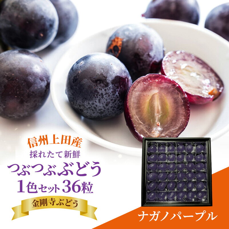 【ふるさと納税】厳選！ナガノパープル jewelry box 信州上田産金剛寺ぶどう 1色 セット 36粒 詰め合わせ ぶどう 葡萄 ブドウ 長野パープル 果物 くだもの フルーツ 旬の果物 旬のフルーツ 長野県 長野　お届け：2026年10月初旬～2025年10月下旬まで
