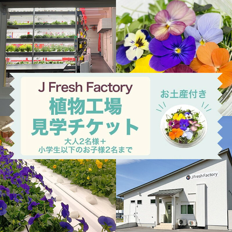 自動車部品メーカーが作った植物工場!エディブルフラワーの収穫体験付き工場見学(大人2名+小学生以下2名まで)栽培期間中無農薬で育てたリーフ&エディブルフラワーサラダカップのお土産付き 食用花 お花 サラダ 工場見学 体験 チケット