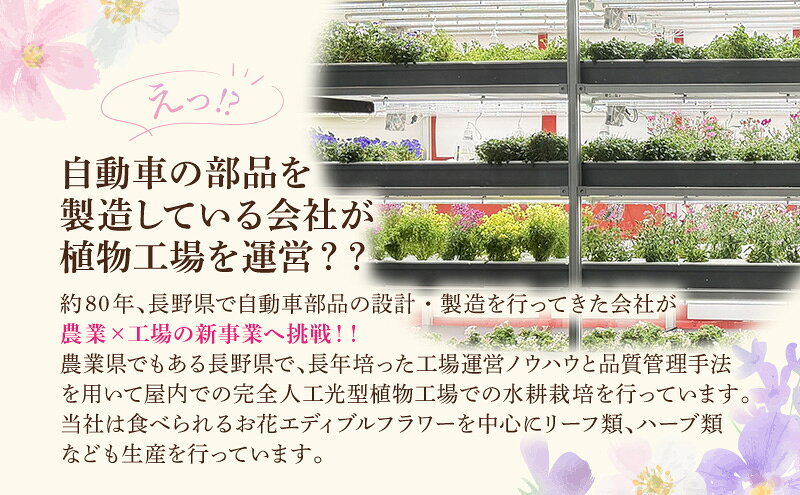 【ふるさと納税】チケット 自動車部品メーカーが作った植物工場 大人2名 小学生以下2名まで エディブルフラワーの収穫体験付き工場見学 栽培期間中無農薬で育てたリーフサラダカップのお土産付き 食用花 長野県上田市 f202037-ueda-10002464 長野県上田市 サンプル画像2