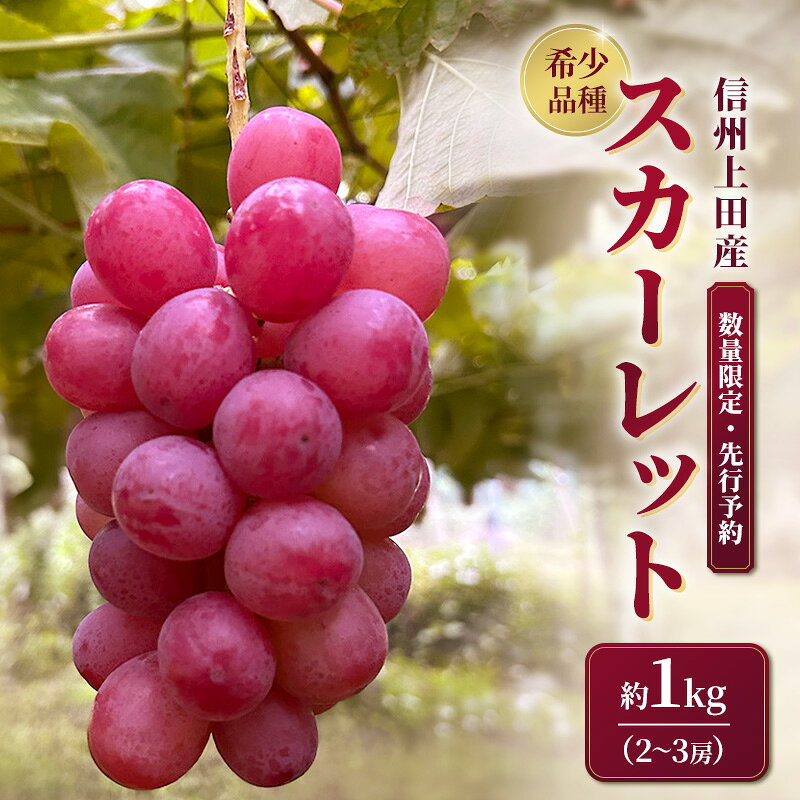 スカーレット 信州上田産 約1kg 2〜3房 ぶどう ブドウ 1kg 種なし 皮ごと 果物 くだもの フルーツ デザート 旬の果物 旬のフルーツ 長野県上田市 お届け:2026年9月下旬〜10月上旬