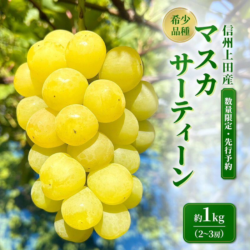 マスカサーティーン 信州上田産 約1kg 2〜3房 ぶどう ブドウ 1kg 種なし 皮ごと 果物 くだもの フルーツ デザート 旬の果物 旬のフルーツ 長野県上田市 お届け:2026年9月下旬〜10月上旬