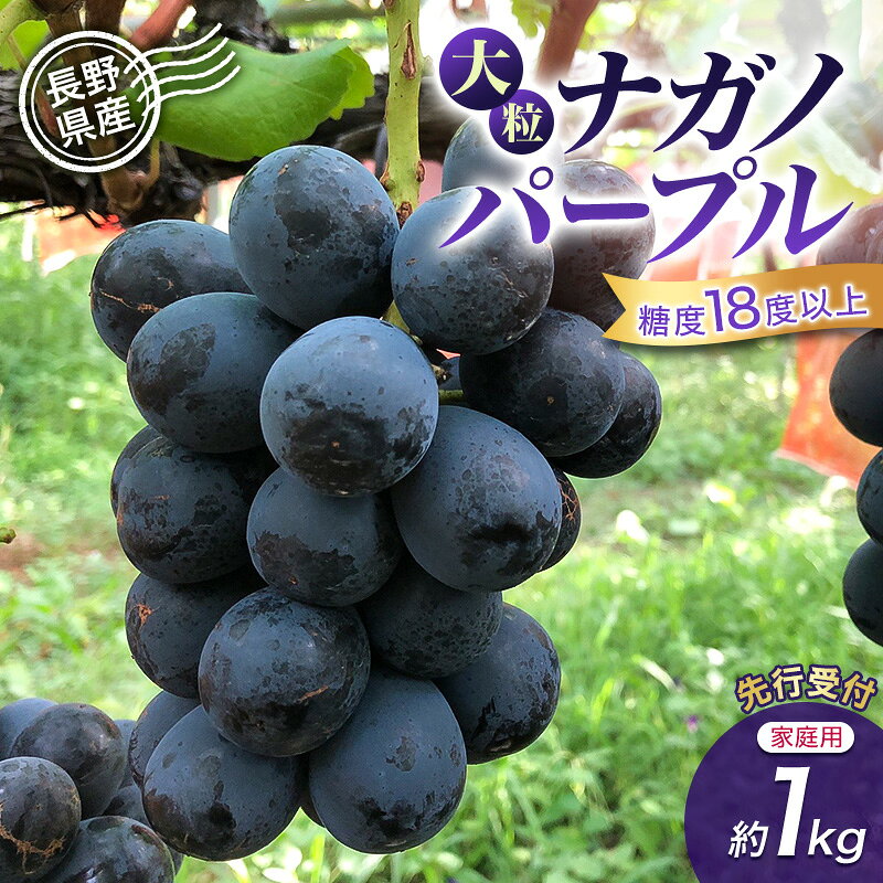[先行予約][家庭用・訳あり]長野県産 ナガノパープル 約1kg 粒あり・粒なしセット 大粒 甘いぶどう 糖度18度以上 果物 フルーツ 長野県 上田 信州 お届け:2026年9月上旬〜9月中旬まで