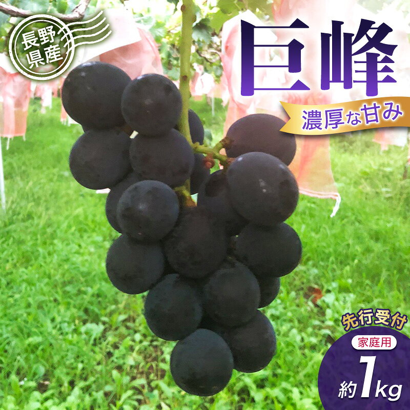 [先行予約][訳あり・家庭用]長野県産 巨峰 約1kg 種あり 濃厚な甘み 訳あり 味問題なし 果物 旬のフルーツ 長野県産 上田市 信州 お届け:2026年9月中旬〜10月中旬まで