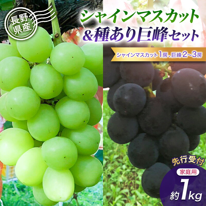 [先行予約][訳あり・食べ比べ]長野県産 シャインマスカット&種あり巨峰セット 約1kg(シャインマスカット1房・巨峰2〜3房)家庭用 味は問題なし 季節のフルーツ 果物 信州産 お届け:2026年9月中旬〜10月中旬まで