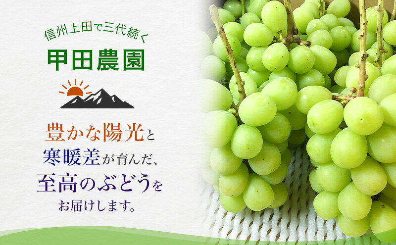 【ふるさと納税】【先行予約】【訳あり・食べ比べ】長野県産 シャインマスカット＆種あり巨峰セット 約1kg（シャインマスカット1房・巨峰2～3房）家庭用 味は問題なし 季節のフルーツ 果物 信州産　お届け：2026年9月中旬～10月中旬まで