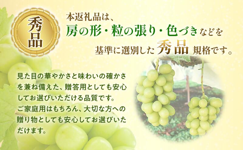 【ふるさと納税】【★先行予約】【逸品】長野県産シャインマスカット 約450～500g×4房 贈答品対応可 果物 旬のフルーツ 長野県 上田 信州　お届け：2026年9月下旬～10月下旬まで f202037-ueda-10002450 長野県上田市 サンプル画像3