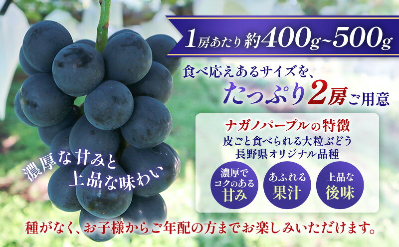 【ふるさと納税】【★先行予約】【訳あり】長野県産ナガノパープル 約400～500g×2房 見た目にワケあり 味はそのまま 一粒が大きい 果物 旬のフルーツ 長野県 上田 信州　お届け：2026年9月上旬～9月下旬まで
