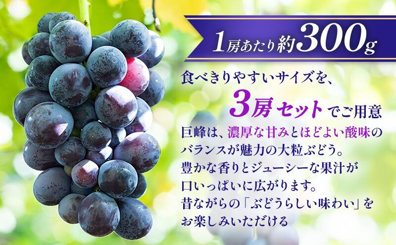 【ふるさと納税】【★先行予約】【訳あり】長野県産巨峰 約300g×3房 見た目にワケあり 味はそのまま ぶどう ブドウ 果物 旬のフルーツ 長野県 上田 信州　お届け：2026年9月中旬～10月中旬まで