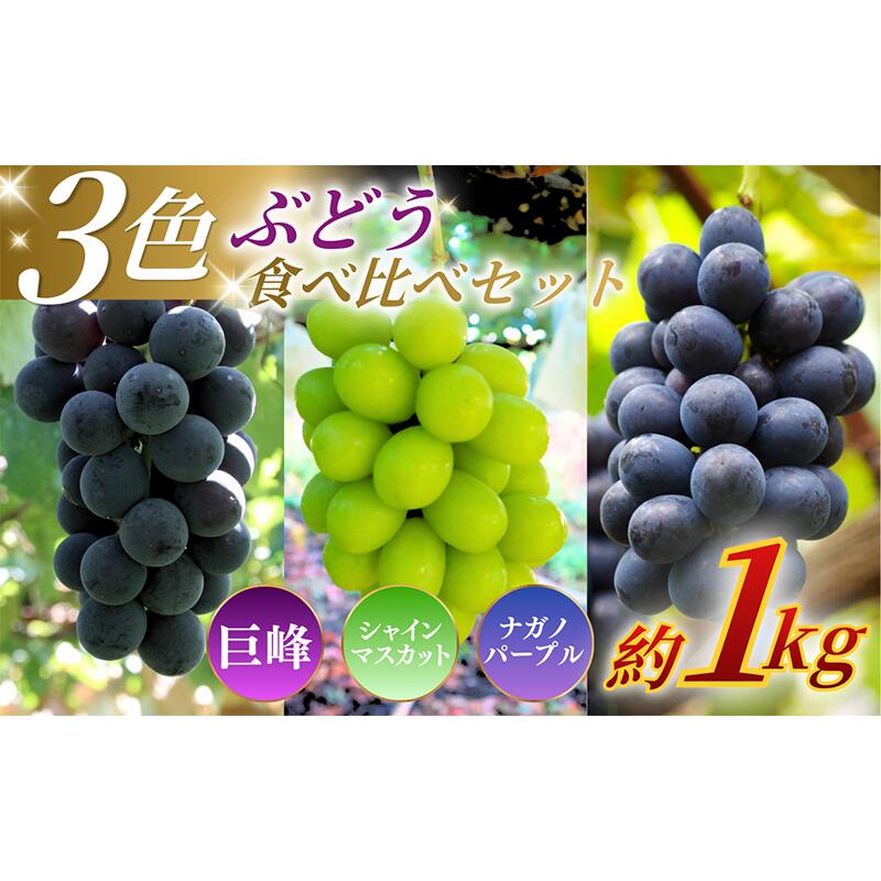 [★先行予約][訳あり]長野県産 ぶどう3種食べ比べセット(シャインマスカット・ナガノパープル・巨峰)合計約1.1kg 見た目にワケあり 味はそのまま 旬のフルーツ 長野県 上田 信州 お届け:2026年9月中旬〜10月中旬まで