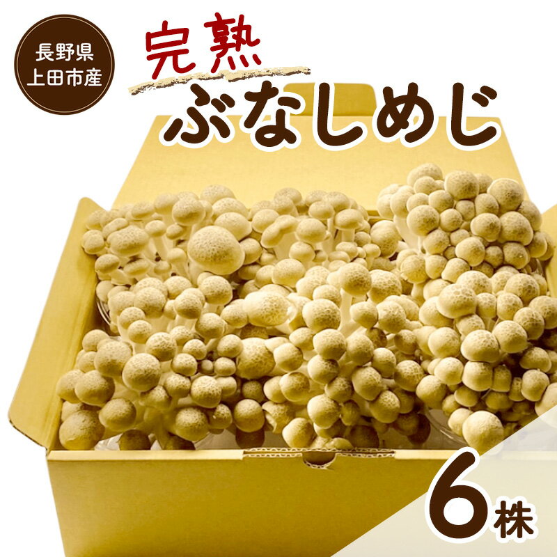 姬菇 - 【ふるさと納税】長野県上田市産 完熟ぶなしめじ6株｜信州産 産地直送 きのこ 詰め合わせ 食べ応え抜群 苦みが少ない 栄養豊富