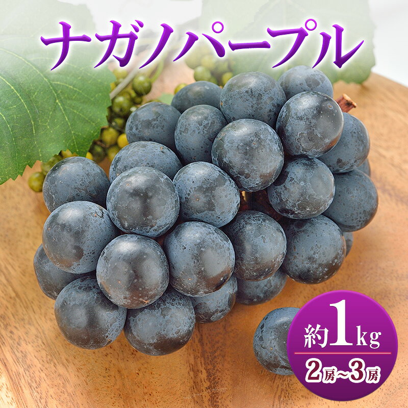 【ふるさと納税】ナガノパープル 約1kg 2房～3房 ぶどう ブドウ 葡萄 ナガノパープル 種なし 果物 くだもの フルーツ 長野県 上田市 信州　お届け：2026年8月下旬～9月中旬