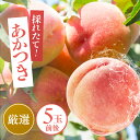 【ふるさと納税】【クール便】桃 あかつき 大玉 糖度13度以上【本州・四国発送】5個 9個 | 果物 くだもの フルーツ 桃 あかつき モモ もも 長野県 信州 南信州 飯田市