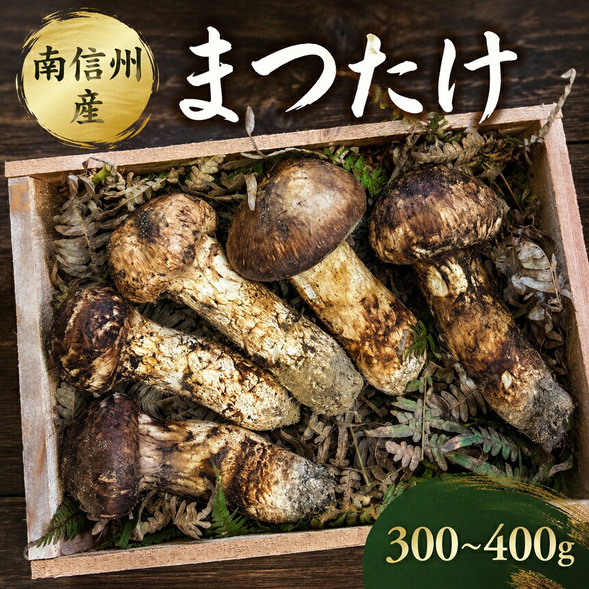 南信州産 まつたけ[2026年10月発送予定] | まつたけ 松茸 きのこ 秋 希少 贅沢 旬 初物 ごちそう 長野県 信州 南信州 飯田市