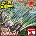 【ふるさと納税】【南信州産】土付きねぎ 3kg(600g×5袋) JAみなみ信州DMセンター飯田市 | 土付きねぎ ねぎ ネギ 野菜 南信州 新鮮 送料無料 ふ...